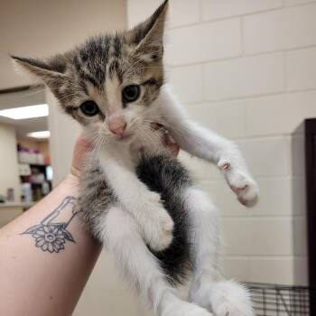 Ford -  Domestic Short Hair Cat for Adoption in Lake Panasoffkee, Florida - Ford | PetCurious