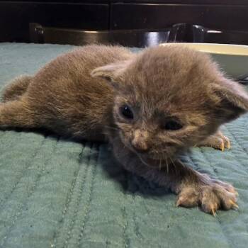 Yuri -  Domestic Short Hair Cat for Adoption in Fort Lauderdale, Florida - Yuri | PetCurious