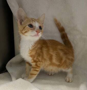 Michael Bolton - At shelter -  Domestic Short Hair Cat for Adoption in Rustburg, Virginia - Michael Bolton - At Shelter | PetCurious