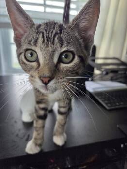 Sharkey -  Domestic Short Hair Cat for Adoption in St. Cloud, Florida - Sharkey | PetCurious