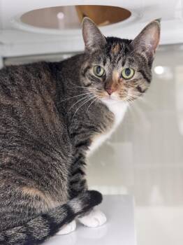 Domestic Short Hair Cats Available for Adoption in Saint Paul, Minnesota - Buttercup | PetCurious