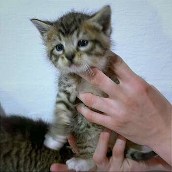 Domestic Short Hair Cats Available for Adoption in Hannibal, Missouri - Zepplin | PetCurious