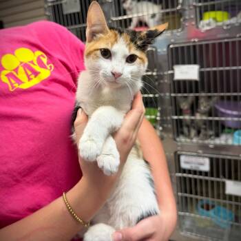 Dee Dee -  Domestic Short Hair Cat for Adoption in Ardmore, Oklahoma - Dee Dee | PetCurious