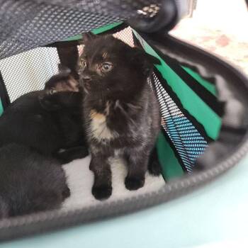 Celia -  Domestic Short Hair Cat Available for Adoption in Kingman, Arizona - Celia | PetCurious