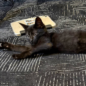 Rescue Domestic Short Hair Cats for Adoption in Des Moines, Iowa - Jack | PetCurious