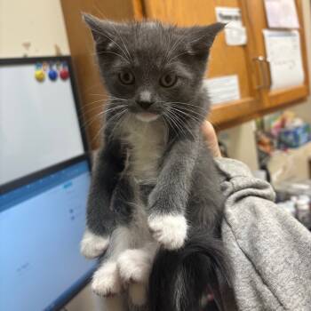 Rescue Domestic Short Hair Cats for Adoption in Pekin, Illinois - Elton | PetCurious