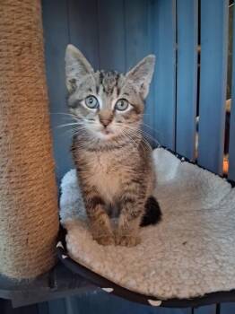 Rescue Tiger Cats for Adoption in Santa Cruz, California - Tatum | PetCurious