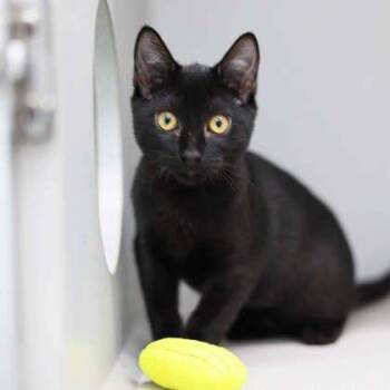 Self Checkout -  Domestic Short Hair Cat for Adoption in Atlanta, Georgia - Self Checkout | PetCurious