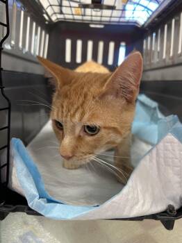 Jer Bear -  Domestic Short Hair Cat for Adoption in Ontario, California - Jer Bear | PetCurious