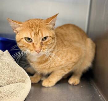 Fireball -  Domestic Short Hair Cat for Adoption in Danielsville, Georgia - Fireball | PetCurious
