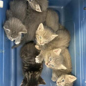 Pecan -  Domestic Short Hair Cat for Adoption in Hawthorne, California - Pecan | PetCurious