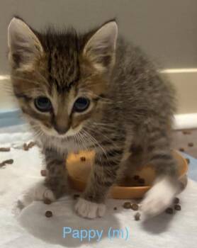Pappy -  Domestic Short Hair Cat for Adoption in Fremont, Nebraska - Pappy | PetCurious