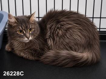 Lily -  Domestic Short Hair Cat for Adoption in Dalton, Georgia - Lily | PetCurious