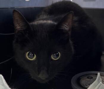 Domestic Short Hair Cats Available for Adoption in Salisbury, Maryland - Bear | PetCurious
