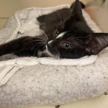 Domestic Short Hair Cats Available for Adoption in Dayton, Ohio - Moray | PetCurious