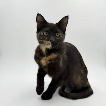 Domestic Short Hair Cats Available for Adoption - Muscovy | PetCurious