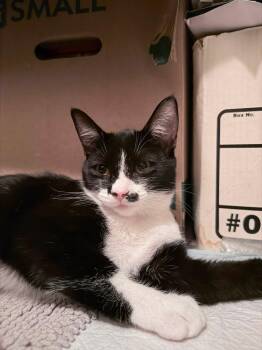 MJ -  Domestic Short Hair Cat for Adoption in Mission Viejo, California - MJ | PetCurious