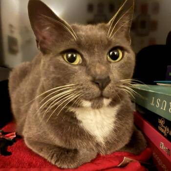 Domestic Short Hair Cats Available for Adoption - Yuki | PetCurious