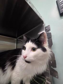 Miso -  Domestic Long Hair Cat for Adoption in Athens, Tennessee - Miso | PetCurious