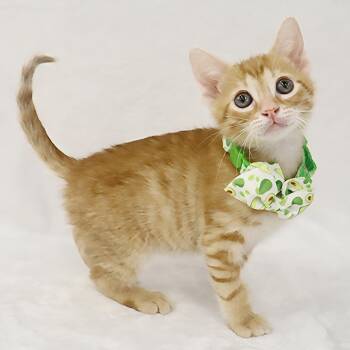 Rescue Domestic Short Hair Cats for Adoption in League City, Texas - Wendell - Coming Soon! | PetCurious