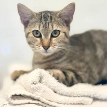 Sunshine -  Domestic Short Hair Cat for Adoption in Chapel Hill, North Carolina - Sunshine | PetCurious