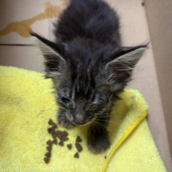 71500 -  Domestic Short Hair Cat for Adoption in Harrisonburg, Virginia - 71500 | PetCurious
