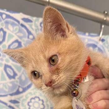 Domestic Short Hair Cats Available for Adoption in Merrifield, Virginia - Olive Ramishvili (Jasmine Kitten) | PetCurious