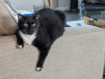 Rescue Domestic Short Hair Cats for Adoption in St. Cloud, Minnesota - Nico | PetCurious