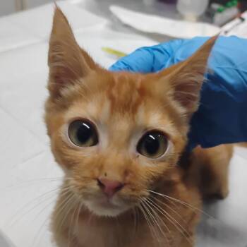 Domestic Short Hair Cats Available for Adoption - Amelia | PetCurious