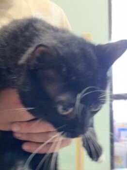 Inigo $25 -  Domestic Short Hair Cat for Adoption in Seneca, South Carolina - Inigo $25 | PetCurious