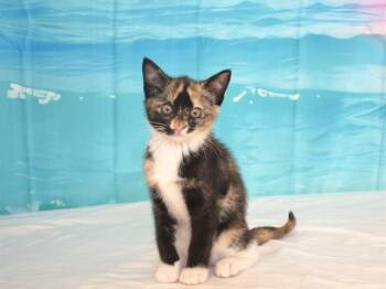 CLEO -  Domestic Short Hair Cat for Adoption in Oroville, California - CLEO | PetCurious