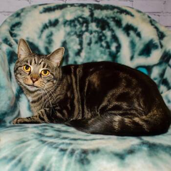 Rescue Domestic Short Hair Cats for Adoption in Kittanning, Pennsylvania - Charlotte | PetCurious