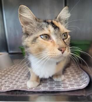 Belinda -  Domestic Short Hair Cat for Adoption in Hopkinsville, Kentucky - Belinda | PetCurious