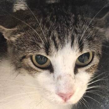Domestic Short Hair Cats Available for Adoption in Brenham, Texas - Boots | PetCurious