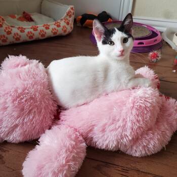 Rescue Domestic Short Hair Cats for Adoption in Austin, Texas - Milk & Cookies | PetCurious