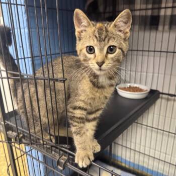 Pineapple -  Domestic Short Hair Cat for Adoption - Pineapple | PetCurious