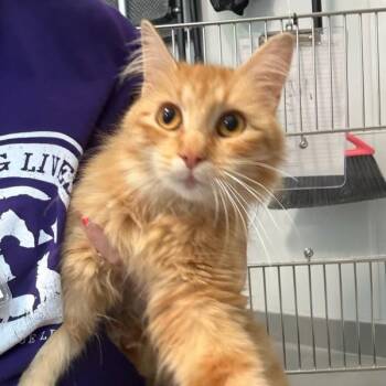 Cleo -  Domestic Medium Hair Cat for Adoption in Des Moines, Iowa - Cleo | PetCurious