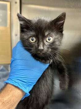Lucy -  Domestic Short Hair Cat for Adoption in Wichita, Kansas - Lucy | PetCurious