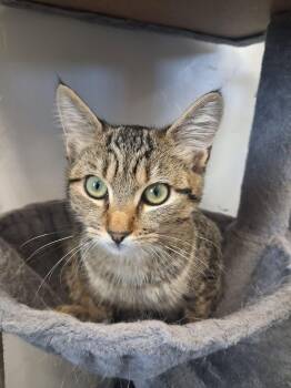 Rosemary -  Domestic Short Hair Cat for Adoption in Roosevelt, Utah - Rosemary | PetCurious