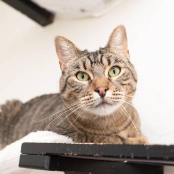 Domestic Short Hair Cats Available for Adoption in Los Angeles, California - Percy | PetCurious
