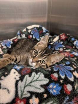 Winona -  Domestic Short Hair Cat for Adoption in Lafayette, Indiana - Winona | PetCurious