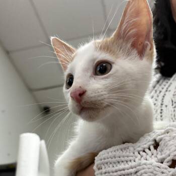 American Shorthair Cats Available for Adoption in Edinburg, Texas - Elliot | PetCurious