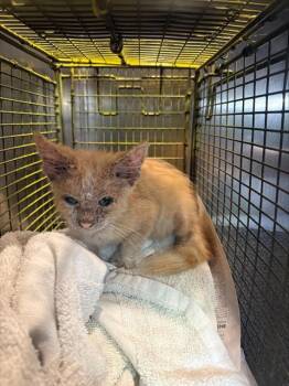 CRISPIN -  Domestic Short Hair Cat for Adoption in San Antonio, Texas - CRISPIN | PetCurious