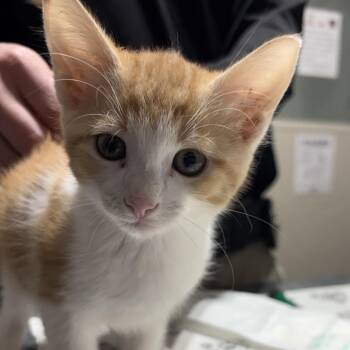 Domestic Short Hair Cats Available for Adoption in Milton, Florida - Fluffernutter | PetCurious