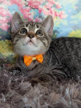 Michaela -  Domestic Short Hair and Tabby Cat for Adoption in Fremont, California - Michaela | PetCurious