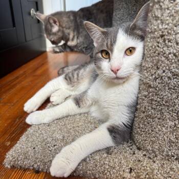Oscar -  Domestic Short Hair Cat for Adoption in Gibsonia, Pennsylvania - Oscar | PetCurious