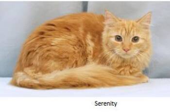 Domestic Medium Hair and Domestic Short Hair Cats Available for Adoption - Serenity | PetCurious