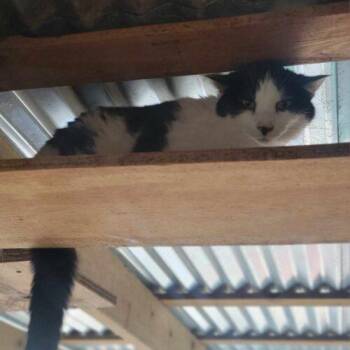 Dixie -  Domestic Short Hair Cat for Adoption in Tipp City, Ohio - Dixie | PetCurious