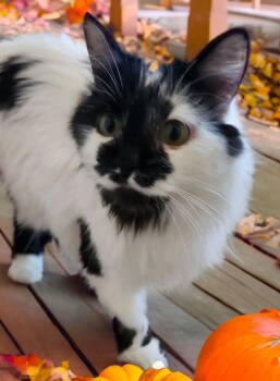 Rescue Domestic Medium Hair Cats for Adoption in Chandler, Arizona - Pongo | PetCurious
