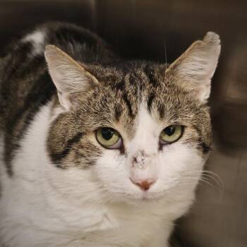 Rescue Domestic Short Hair Cats for Adoption in Briarcliff Manor, New York - Sprinkles | PetCurious